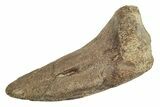 Fossil Pachycephalosaurid Ungual (Claw) - Montana #231238-2